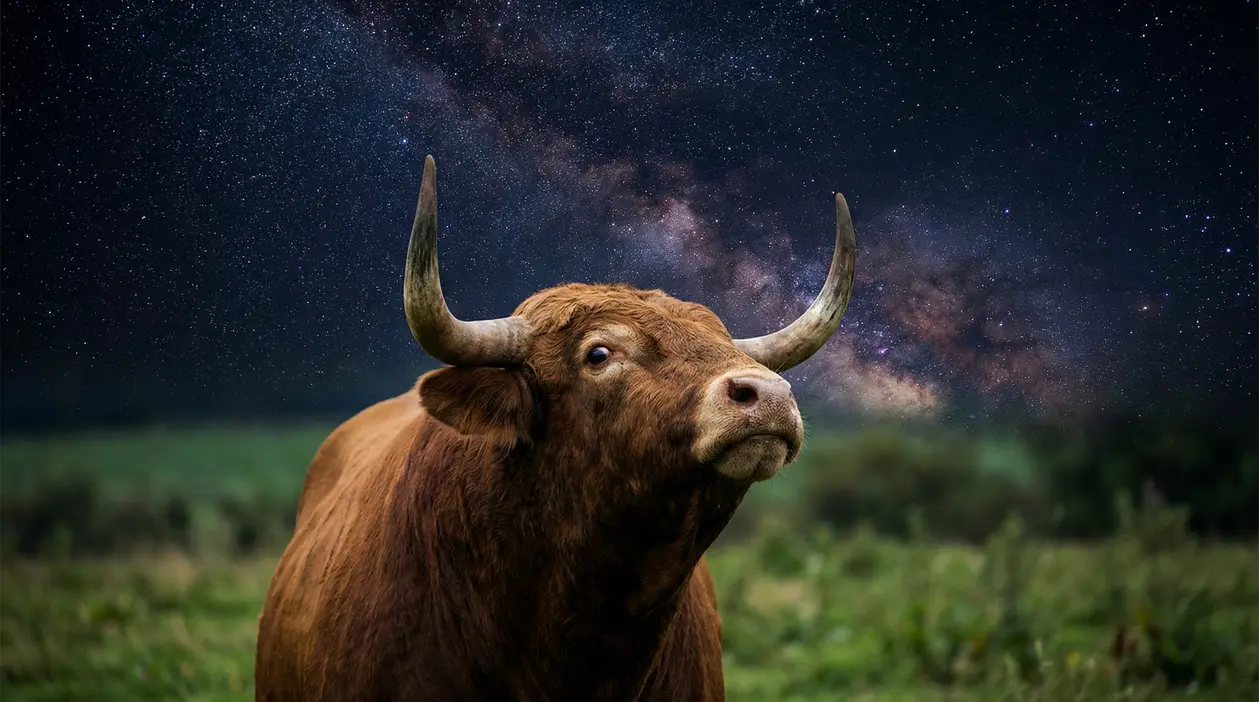 Un toro in un campo con un cielo stellato sullo sfondo